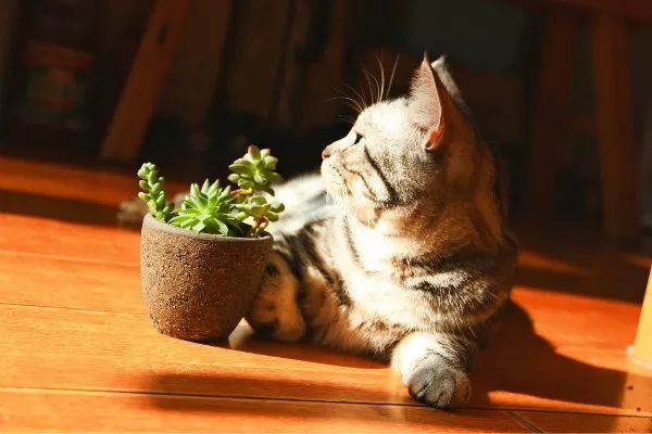 猫咪得了抑郁症后该怎么治,猫咪得了抑郁症该怎么治疗