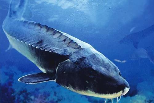 最大的鲟鳇鱼90000斤照片,鲟鳇鱼淡水之王