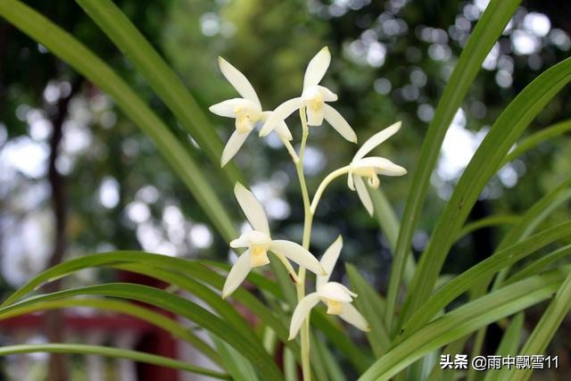 北方养殖墨兰心得,北方养兰植料的优缺点