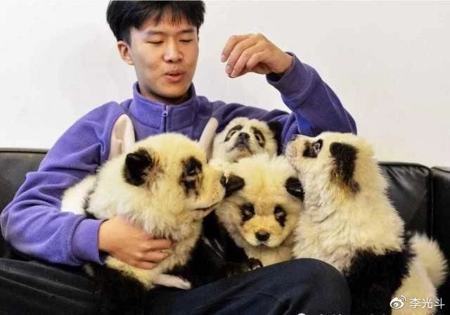 人造美女，狗变熊猫，互联网造假新高潮：科技让造假更容易