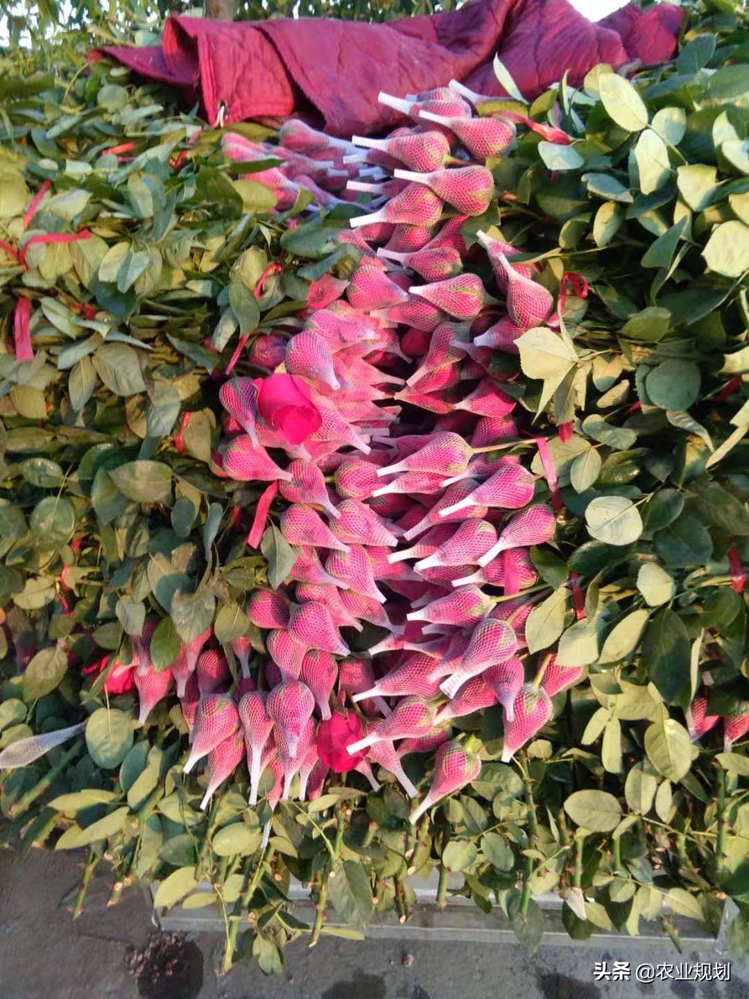 成都睡莲鲜切花基地,温州地区鲜切花基地