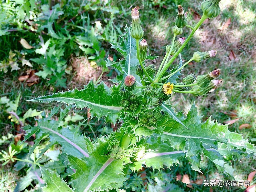 农村田野的野菜,农村菜地里一种野菜酸酸甜甜的