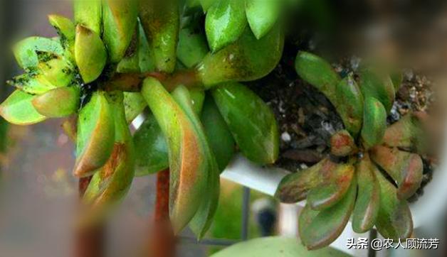 多肉植物煤烟病的防治方法附图,多肉得煤烟病怎么治疗最有效