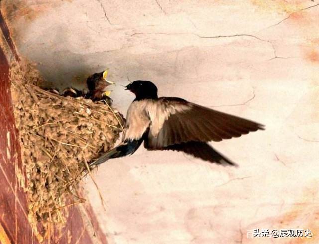 宅子出四喜最正确说法,俗语说的四喜是哪四喜