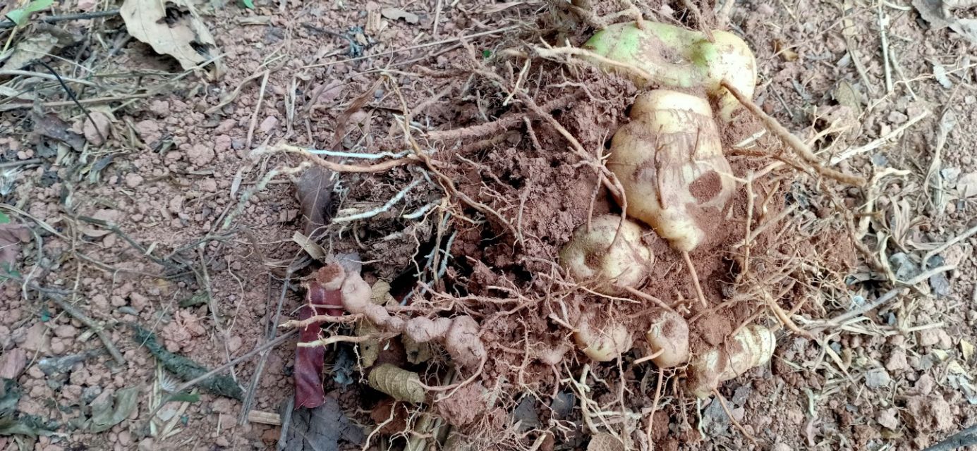 野生长在山上白芨图片,野生白芨允许挖吗