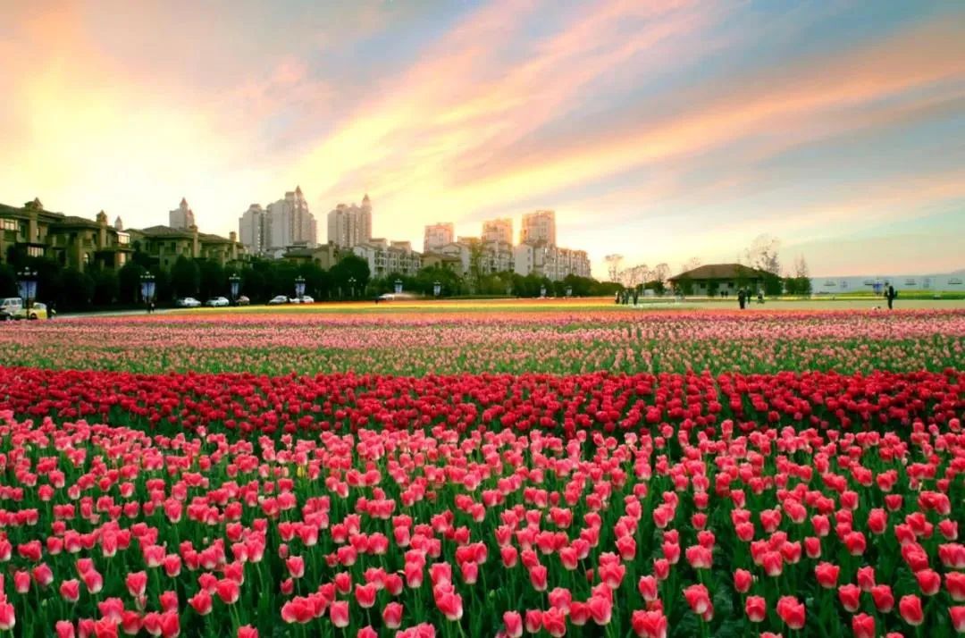 苏州赏花推荐景点有哪些,苏州赏花踏青攻略