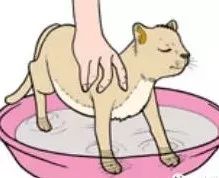 新手在家怎么帮猫咪洗澡,没有猫咪沐浴露怎么给猫洗澡