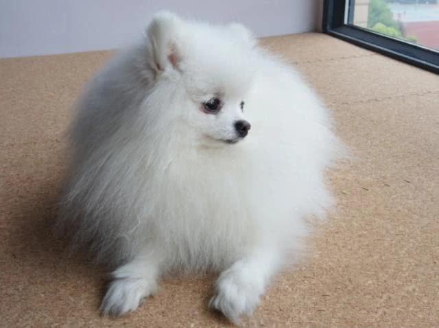 博美只爱吃零食，不吃狗粮怎么办？没关系，换个狗粮就好了