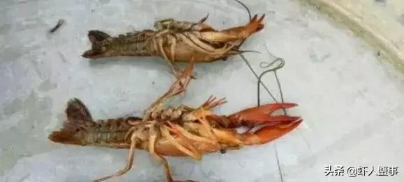 龙虾烂壳病是怎么回事,烂虾病