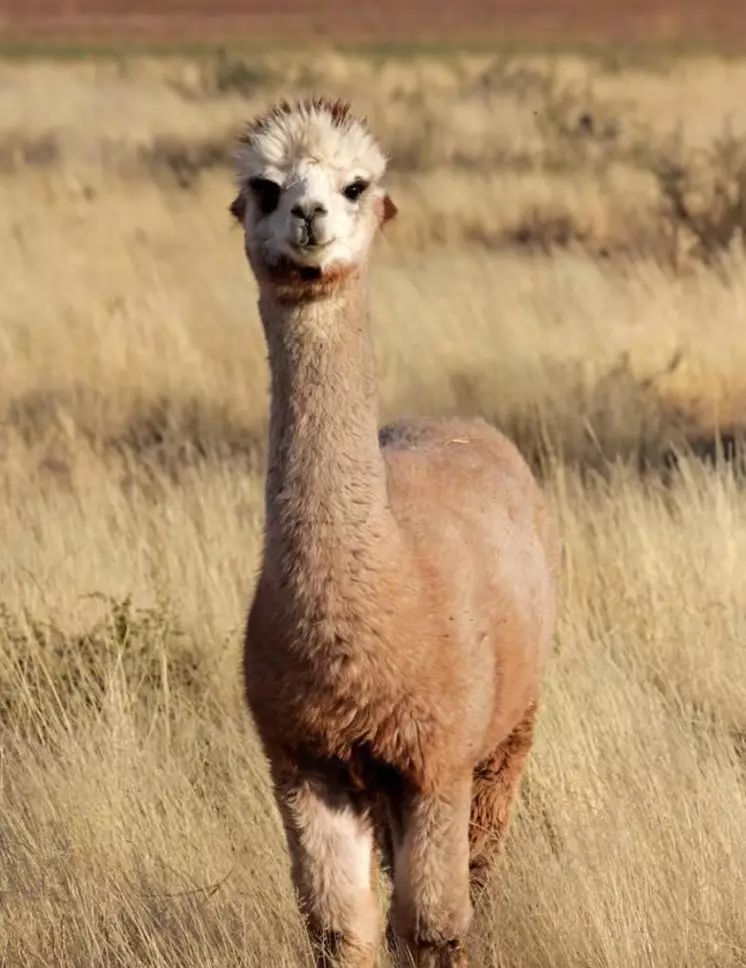 毛线初学入门基础,毛线编织基础知识大全