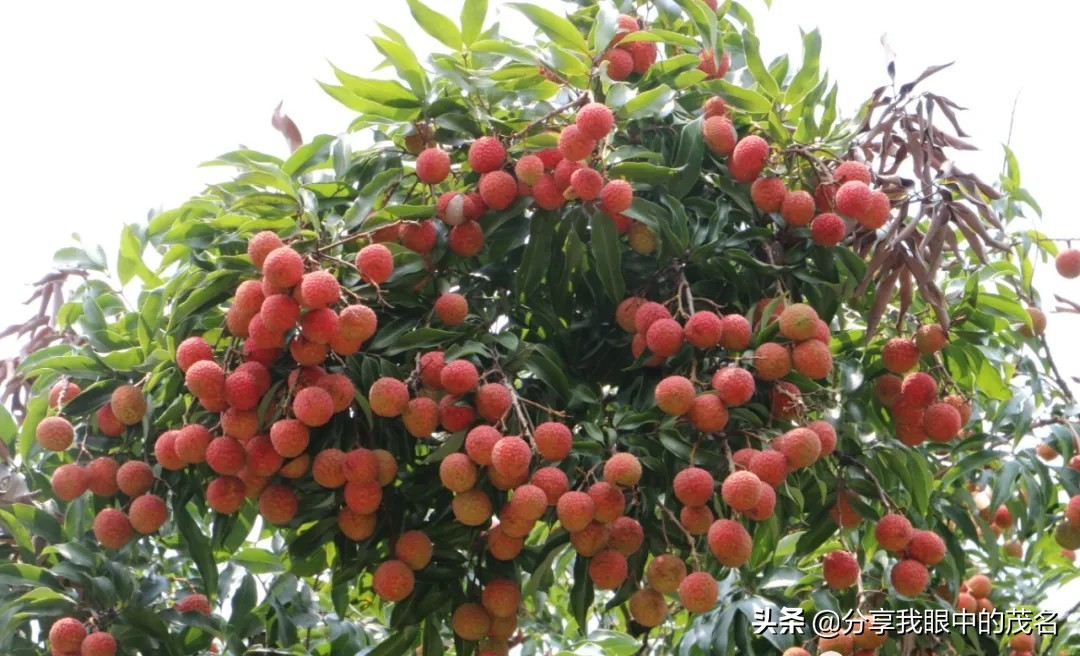 茂名荔枝大会,茂名市520荔枝产业大会