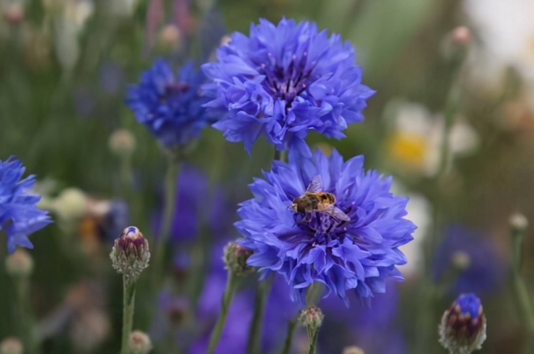 中国星座花语是什么,十二月的星座花语