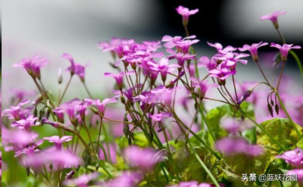 这4种花适合种在庭院中,庭院野草太多想种草皮