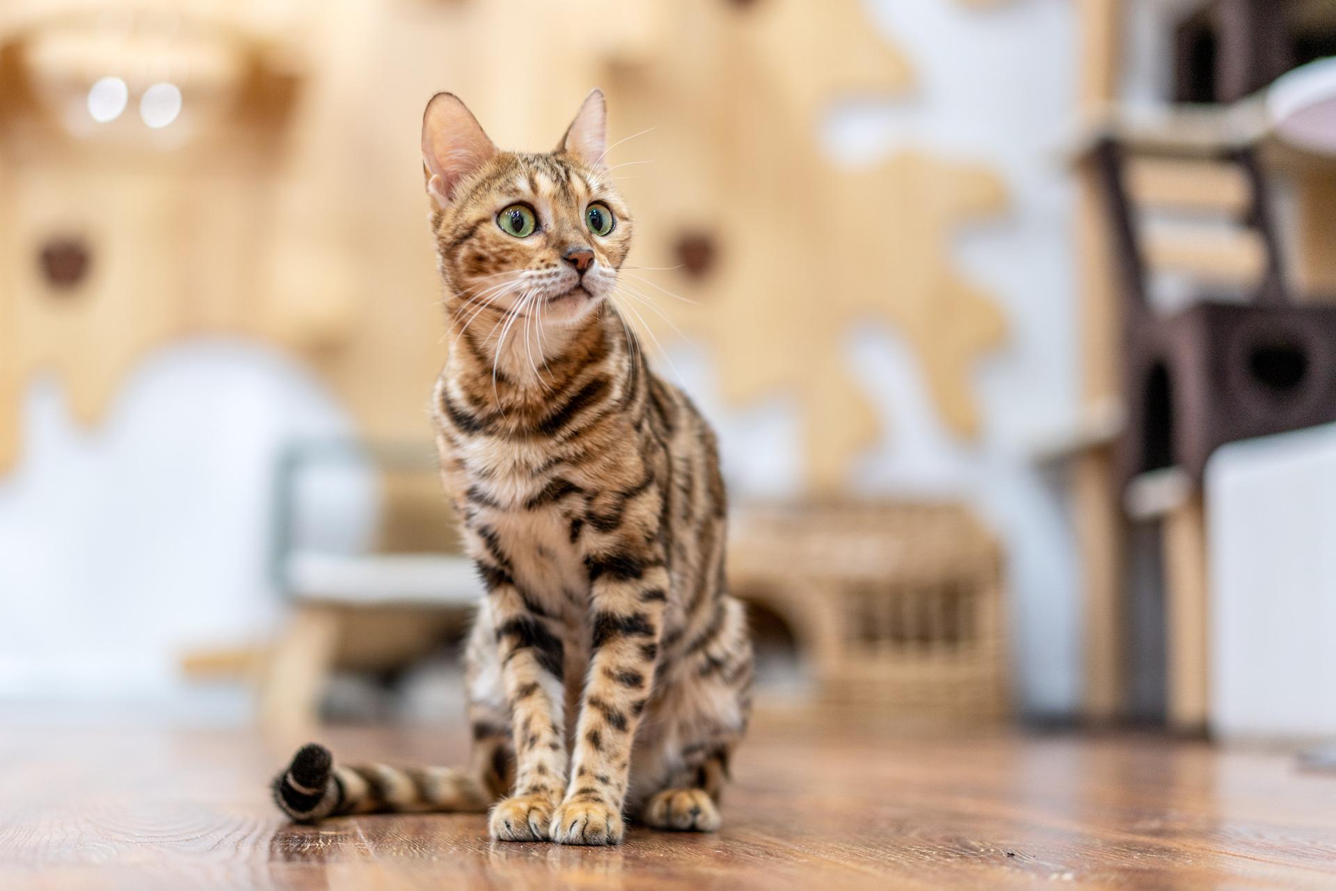 Sonnar（索纳）眼中的猫——索尼SonnarT*FE55mmF1.8ZA实拍体验