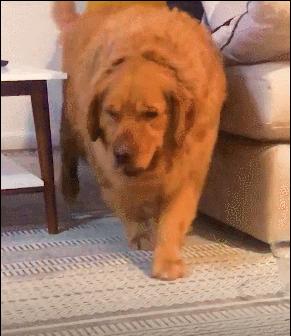 136斤金毛背宽能打麻将吗,136斤金毛背宽