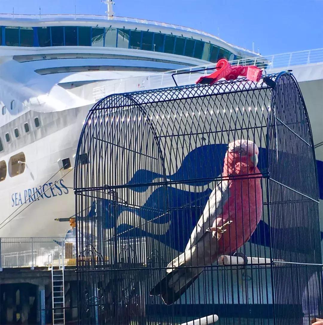 年底“人类大迁徙”，猫猫狗狗旅行怎么办？