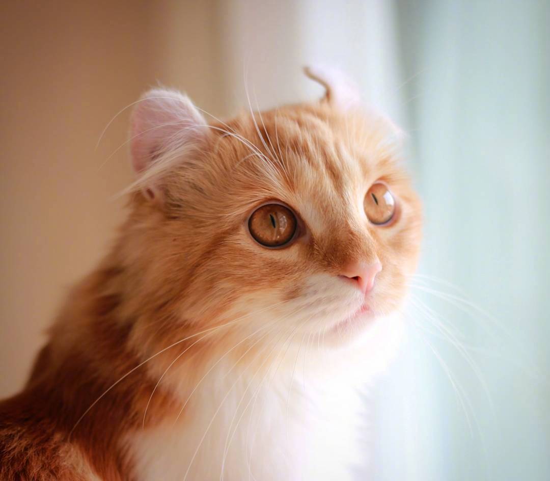 又骗我养猫系列|长得像大橘的卷耳猫