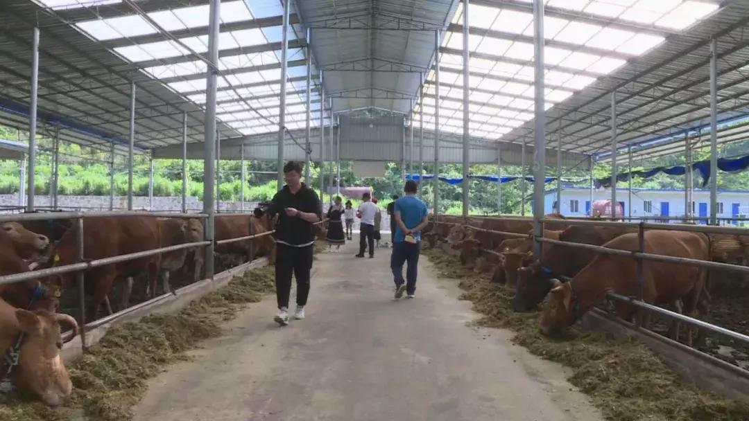 左庭右院寻牛节,左庭右院鲜牛肉火锅昆明