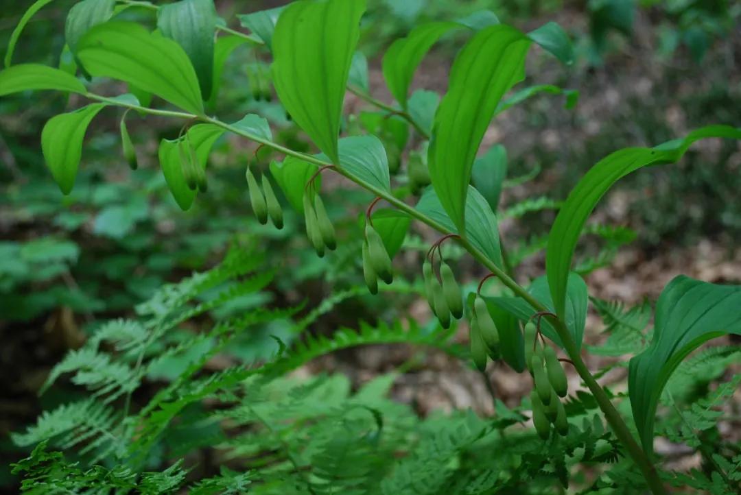 硬核整理!高清中药教材原植物彩*图色**谱(四期)