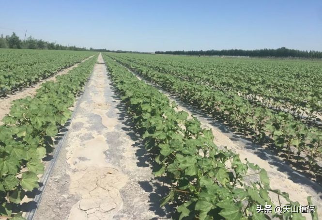 温度上升，棉花长势较快，该如何化控和管理？