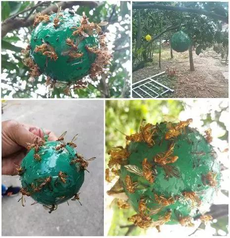 桔小实蝇发生与分布,防治桔大实蝇