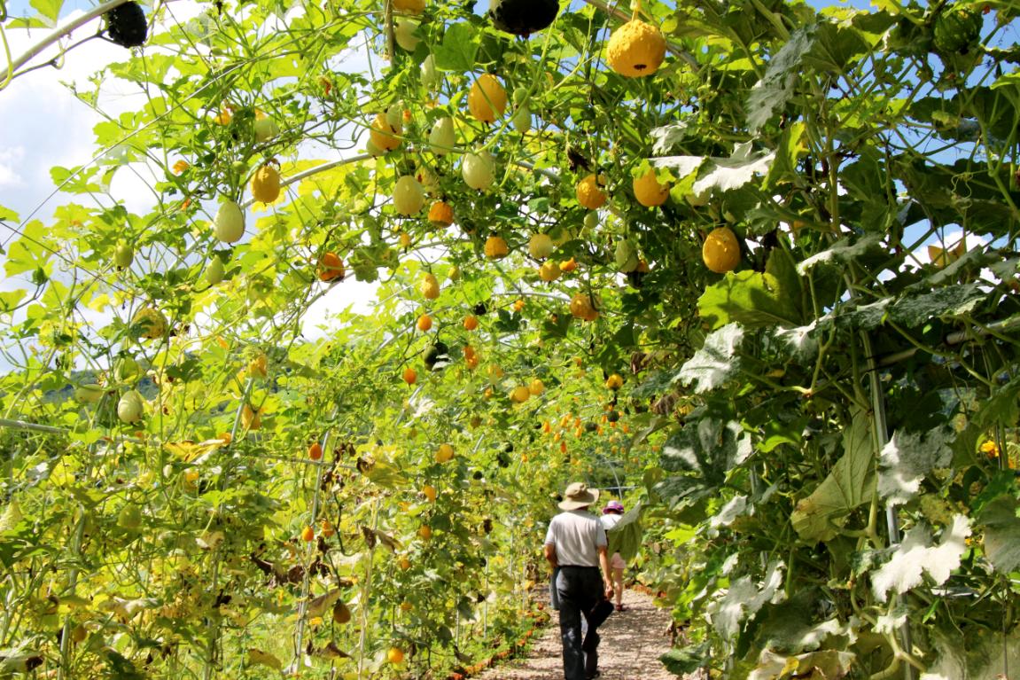 秋天的第一波大“瓜”终于藏不住了