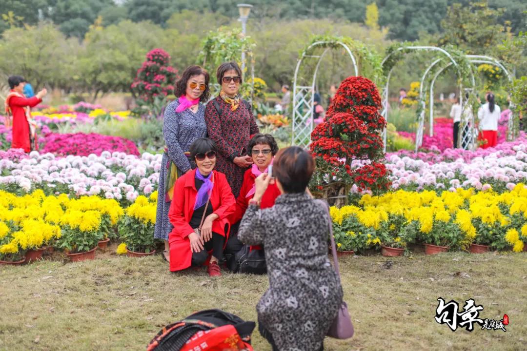 兴化千垛菊花海,广州海心沙菊花海