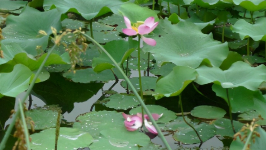 神奇的大自然写诗,如何与大自然共舞