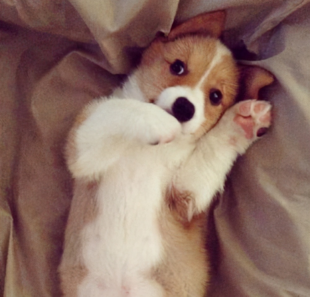 柯基犬的七个弱点最好不要吓唬它,柯基忠诚吗对主人好吗