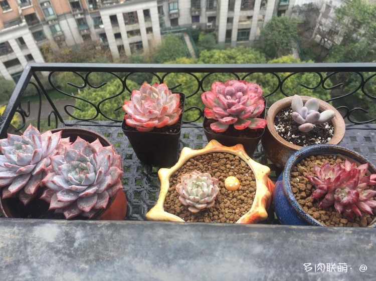 不管什么多肉都适合叶插吗,不管什么多肉都可以变老桩吗