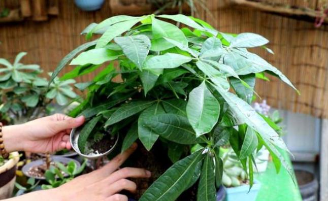 怎么管理发财树才长得好,盆栽发财树怎么养护与浇水方法