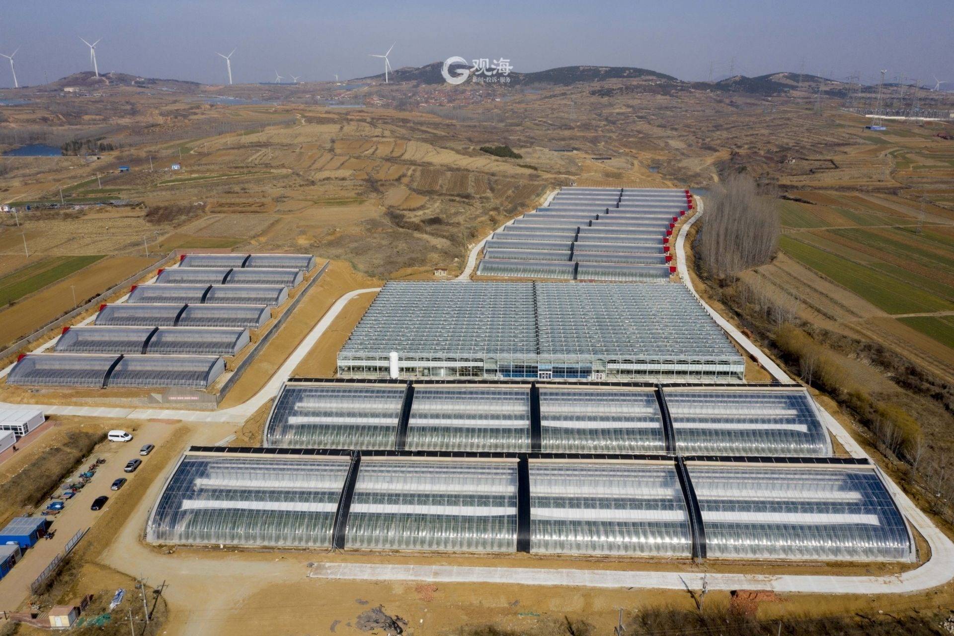 无土栽培有机无公害小番茄采摘园,无土栽培小番茄种植方法全过程