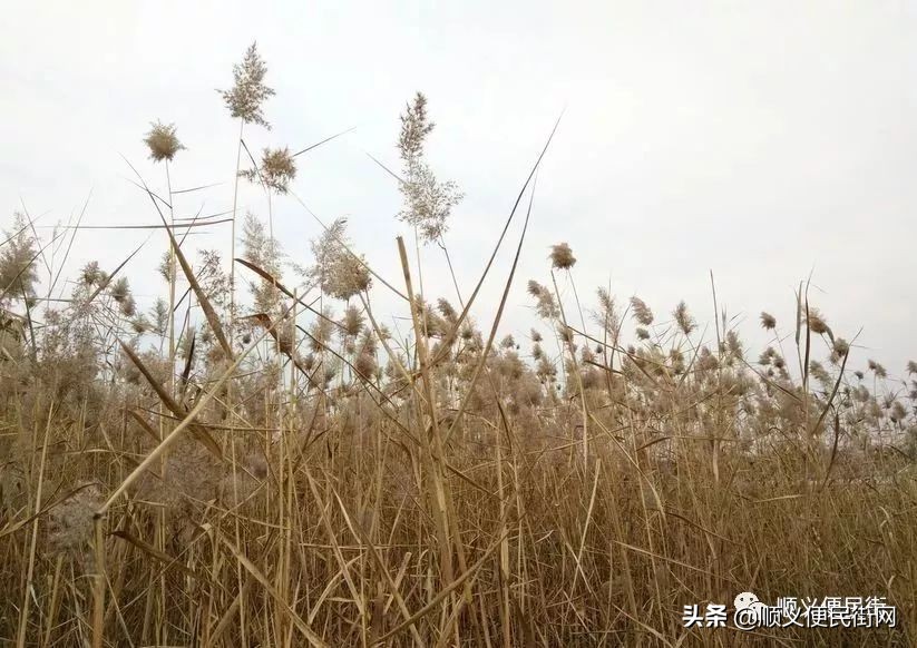 顺义65岁免费景点,顺义2022年免费景点