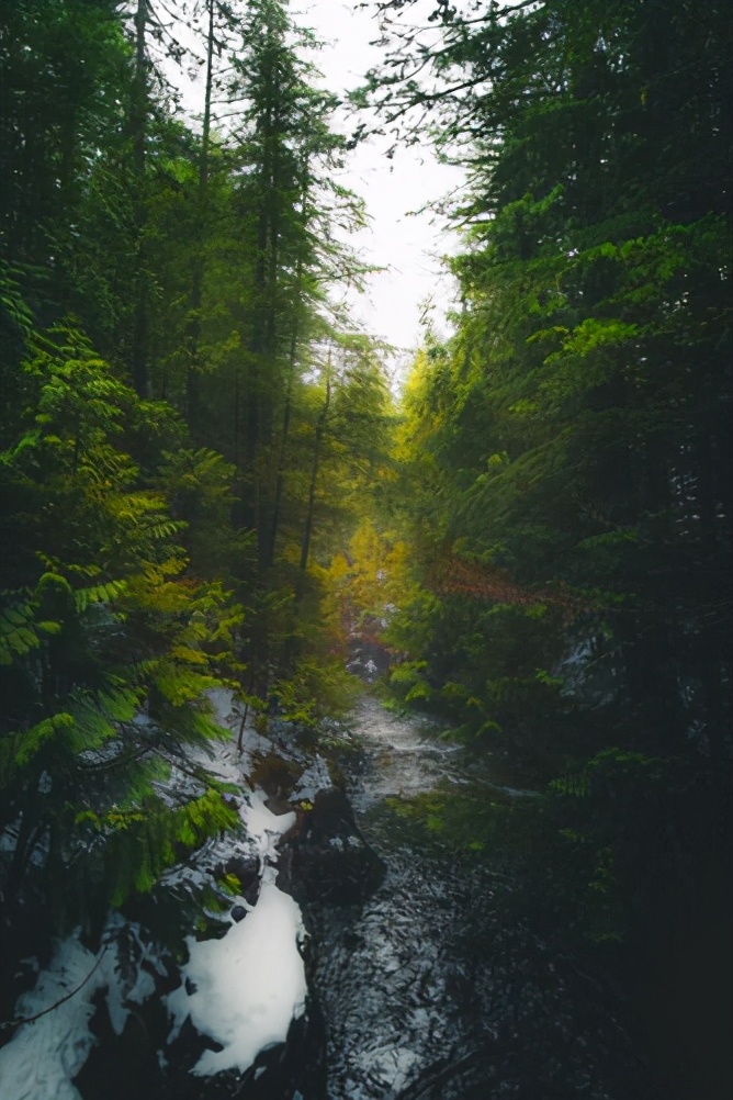这座像杭州一样多雨的加拿大城市,为何如此被华人偏爱?