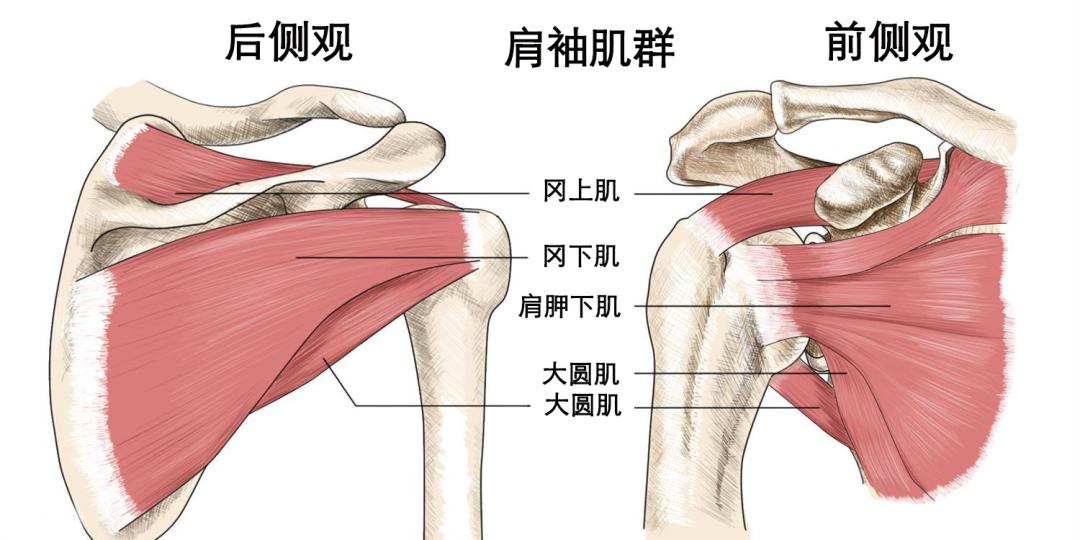 健身人群肩膀疼痛用什么药,健身人肩膀常见伤病