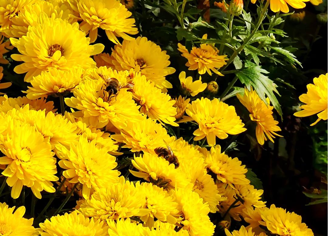 北京的这座蜜蜂食堂能有多佛系？