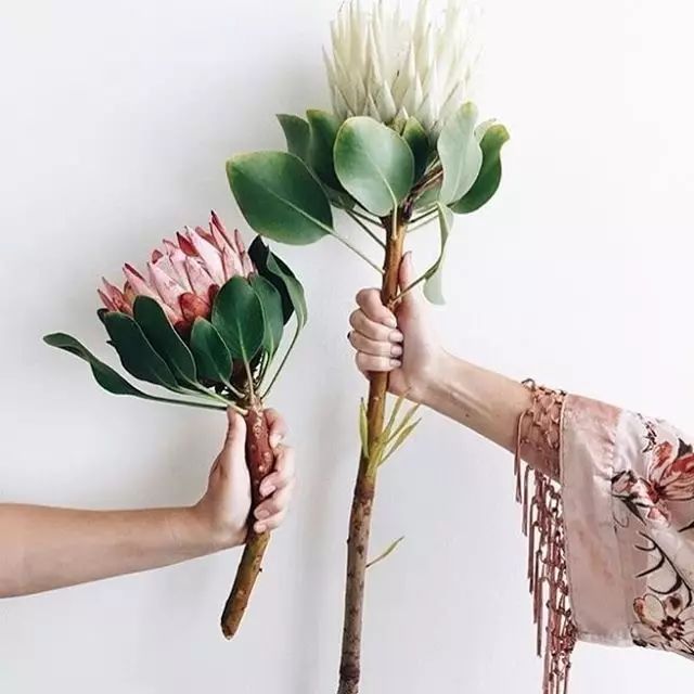 鲜花花束叶子发蔫怎么回事,鲜花发过来应该怎么处理