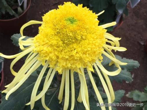 为什么一朵菊花有七八种颜色呢,一株菊花开出7种颜色