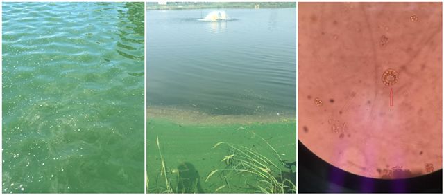 藻类旺盛水色是什么样,通过池塘水色确定藻类植物