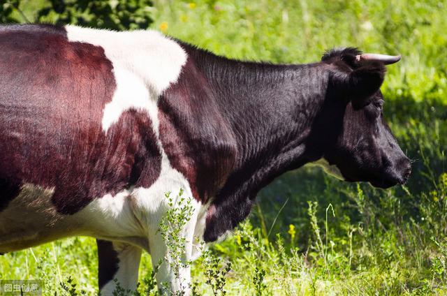育肥牛常见疾病及防治，养殖户朋友过来看看，干货分享