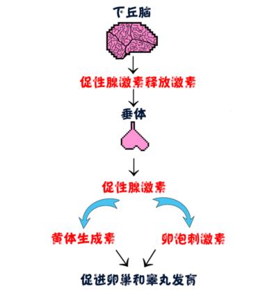 儿童生长发育关爱儿童健康,关爱儿童生长发育的活动方案