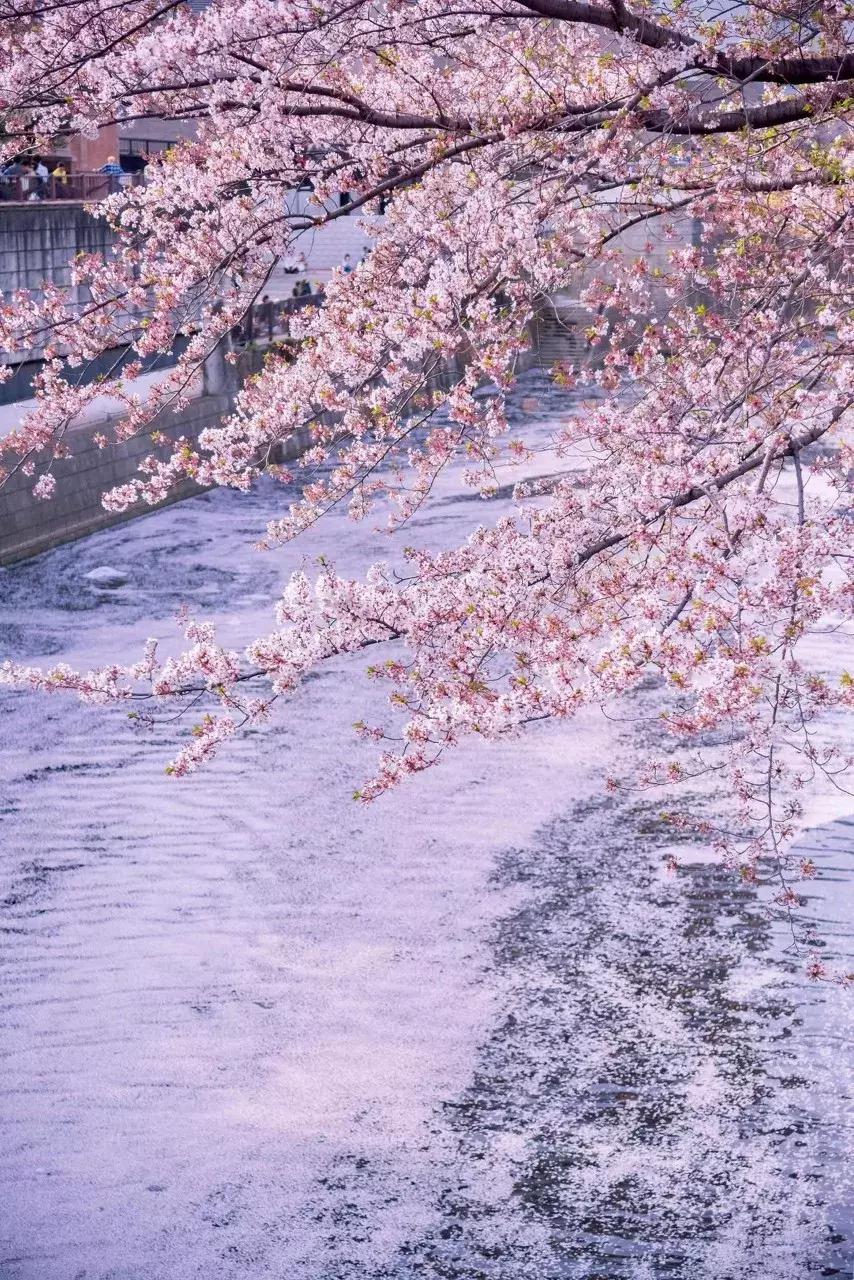 日本樱花季具体时间,日本樱花几月份去最好