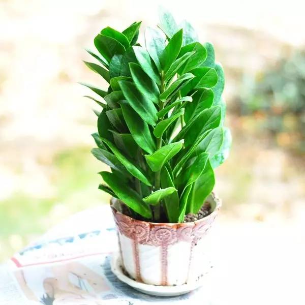 养花如何不把花养死,养花老是养死