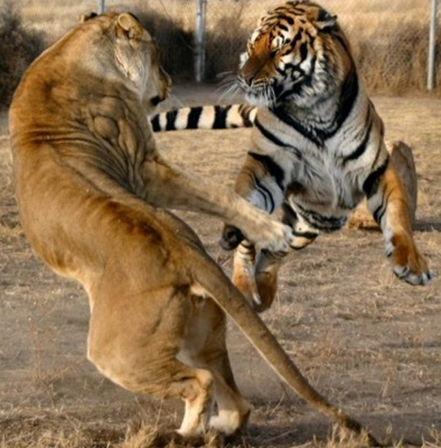 老虎和狮子到底谁是单挑之王,老虎和狮子综合实力谁更强