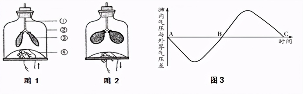 临沂罗庄七下生物期中试卷,临沂七下生物期中试卷