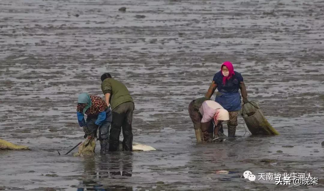 大连庄河赶海排名第一名,庄河赶海网红视频