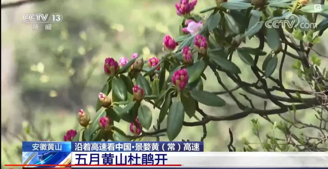 春游江淮旅游线路图片欣赏,春游江淮请您来