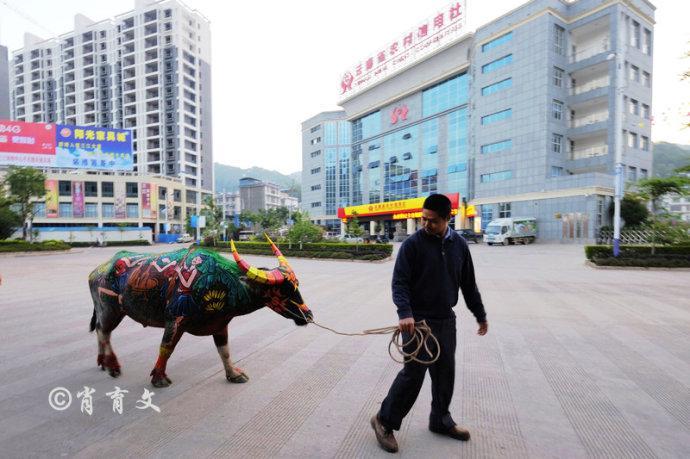 水牛身上画画,水牛身上画了牛郎织女画面