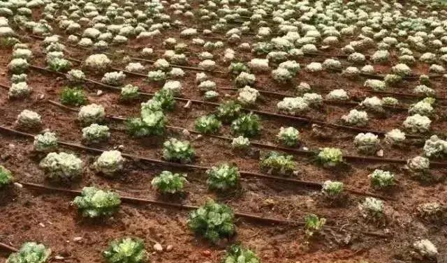 以色列水肥一体化,以色列高科技农业水肥一体化