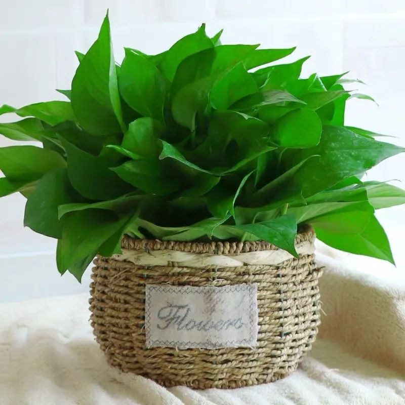 绿萝忘浇水黄叶怎么治疗让它变绿,绿萝文竹总发黄1招让它绿油油